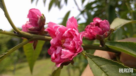 「生肖」6月21号,事业容易获得成功,家庭幸福,财运大涨的生肖