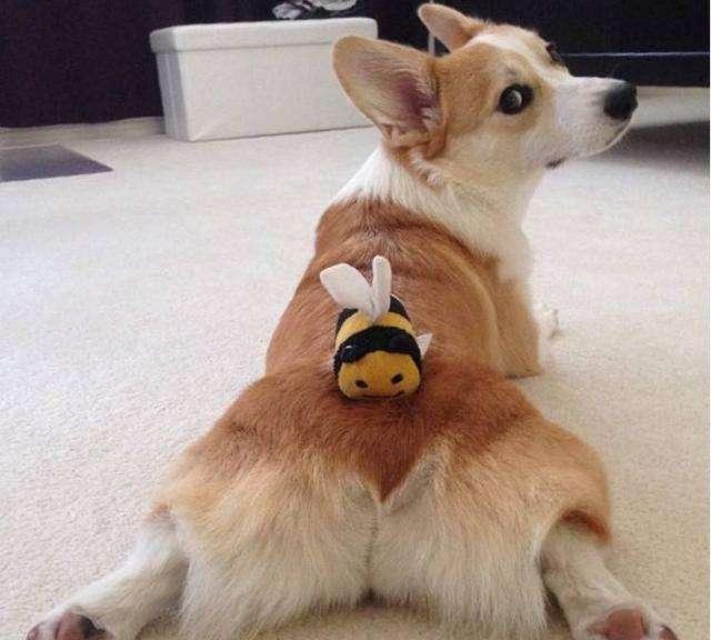 主人触摸狗狗这6个部位，它最“享受”了