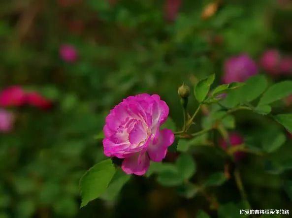 运势：6月下旬开始运势直线上升，财顺业旺，机遇多多的4大生肖