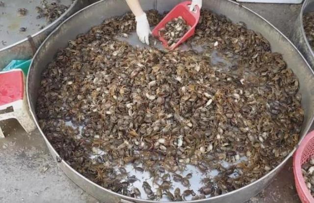 螃蟹|20岁女生街边卖“生螃蟹”6元一盘，每天能卖300盘，顾客都说好吃