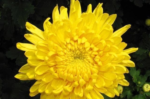 肝脏|肝病的“天敌”找到了，你若天天喝它，肝越来越好，口臭也消失了