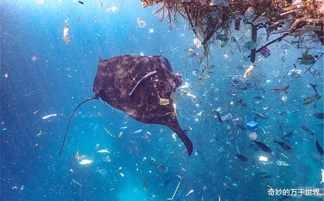 纳米|磷虾能在96小时内“粉碎”塑料！研究发现或非好事，可能更糟