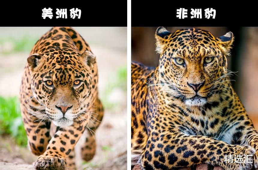 【乌鸦】自然冷知识:通常很容易被人们认错的8对动物