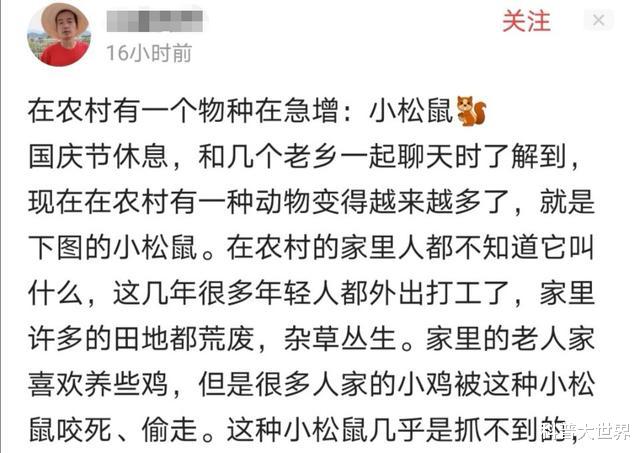 松鼠|农村老鼠少了，松鼠却多了！你那里是这种情况吗？知道怎么回事吗