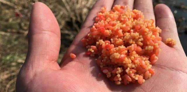 饵料|浓引淡钓、本味饵料统统都无用！解析“肥水难钓鱼”背后的秘密