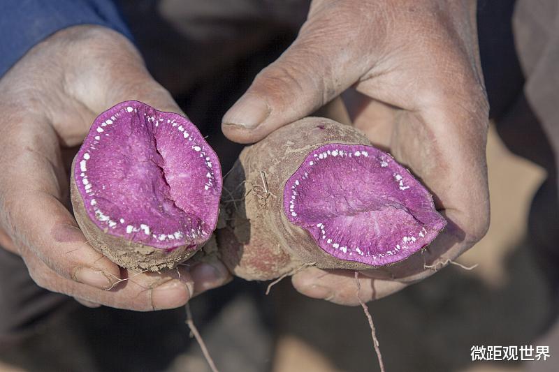 高血压|紫薯到底是不是转基因食物？看完才知道原来被骗了这么多年