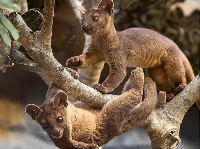 |交配时间最长的生物是什么？与马岛缟狸相比，人类可能会累死