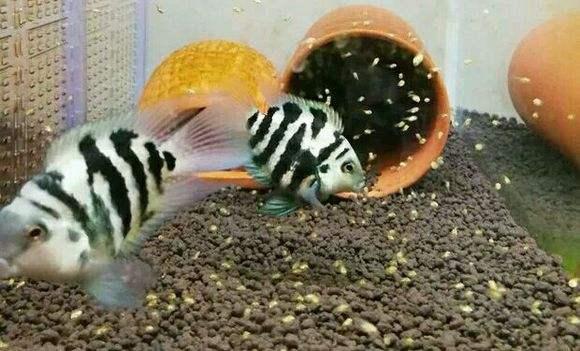 用自己繁殖能力把自己拉下神坛的热带鱼，迷你鹦鹉从此再难翻身