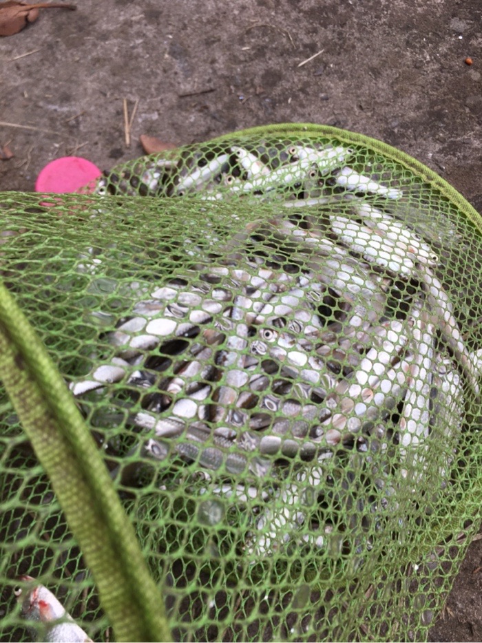 |小白条解毒也快乐