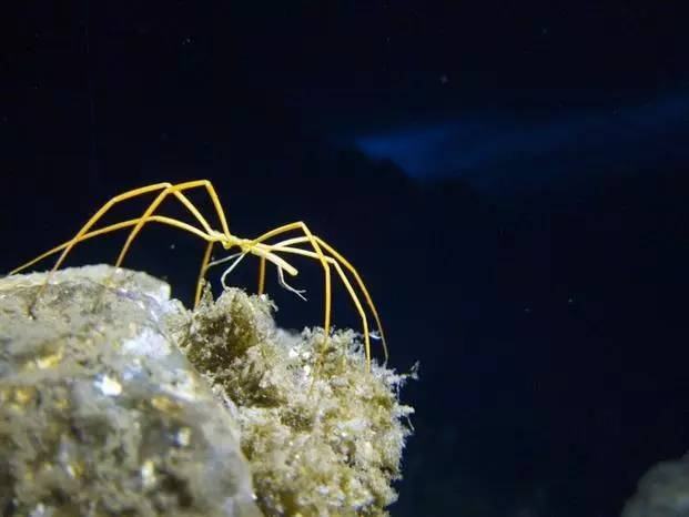 蜘蛛▲它用4.5亿年来证明：只要成为一个废物，就没人能利用自己