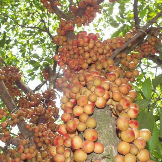 【水果】继车厘子后，这“杂交”水果火了！南方年扔上千斤，北方却吃不起