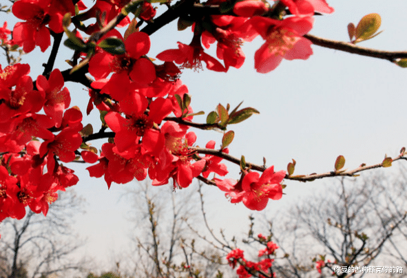 运势|8月初，4属相进入上升期，财路大开，平步青云，日子富贵无忧