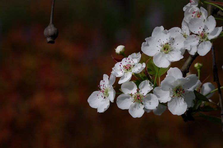生肖|四大星座在未来十天桃花千里飘香,月老送姻缘,和真爱地久天长