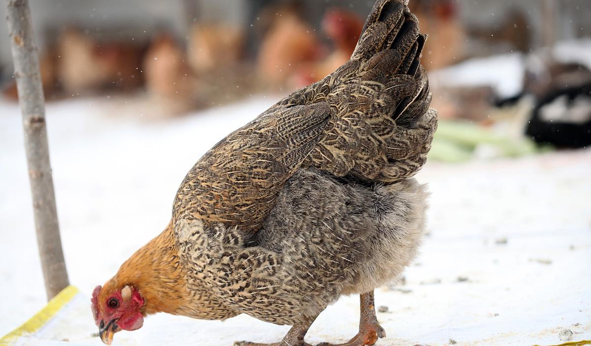 『』强调：鸡身上“最脏”的4器官，堪称“藏毒大户”，免费送也别要