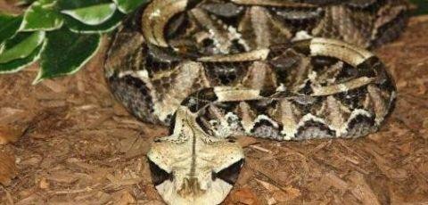 【毒液】蛇类单挑排行榜, 谁才是“大佬”?