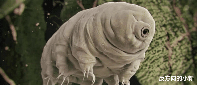 「水熊」活了5亿年的生物，烧不死冻不坏，煮不熟根本没有天敌!