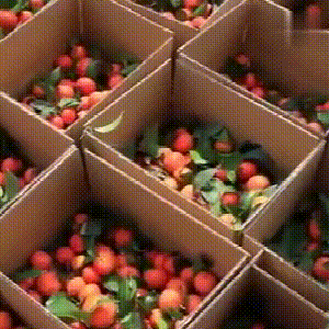 酒驾■OMG！湖南县长、副县长直播“带货”！网友：我先买为敬