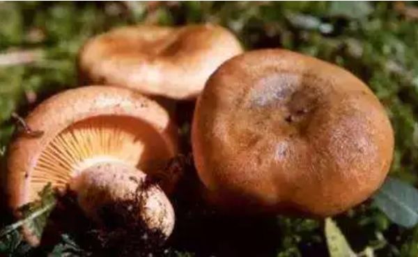 健康南粤|“肯定没毒!”刚说完,母子双双入院!医生:无特效药