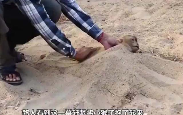 |猴子不慎触电，将其埋进沙子里便能“复活”，这有科学依据吗？