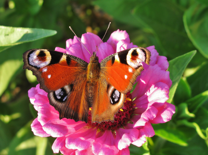 生肖@下个月,前缘难舍思念悠悠,情深意长,爱情将失而复得的四大生肖