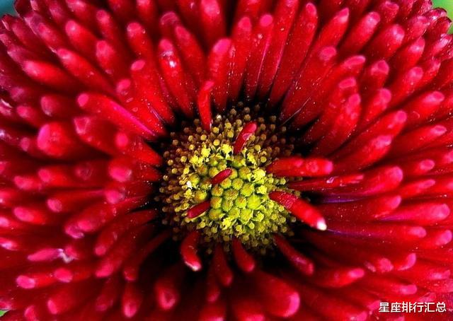 狮子座|这几个星座碰上旧爱回头，感情出现峰回路转，或将再次携手