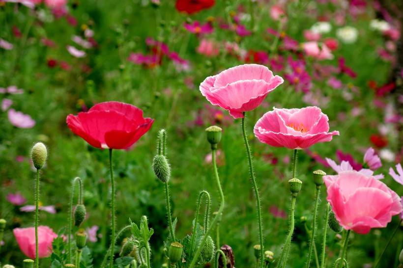 「生肖」6月份内，伊人已离开，缘分还未绝，与前任仍有姻缘的四大生肖