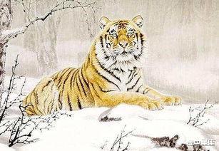 生肖|“越老越穷”的属虎人,自以为是,眼界狭窄,一事无成?