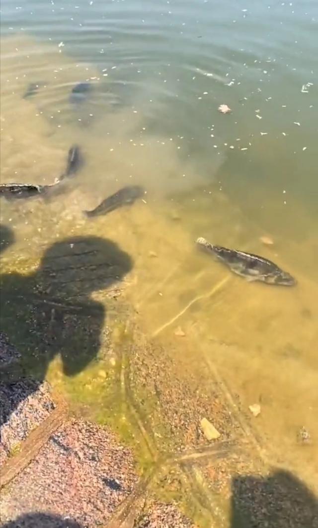 太湖|多管闲事？太湖边市民放生大量鳜鱼、鲈鱼，遭岸边钓鱼人阻止