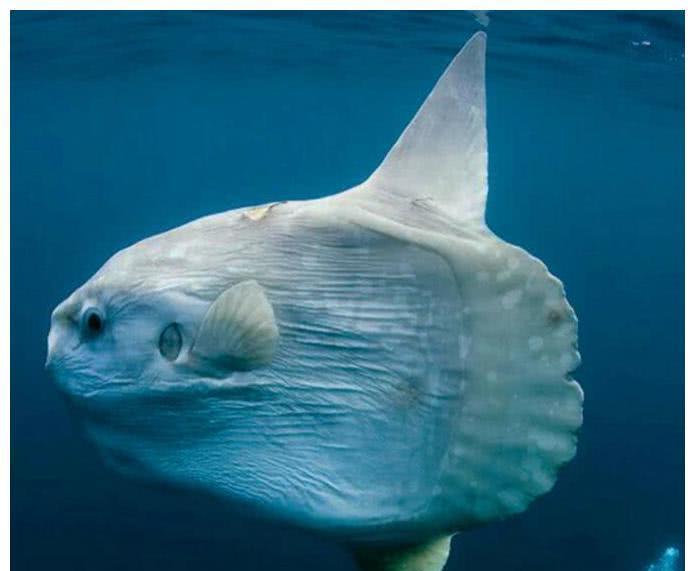 『翻车鱼』史上最弱的鱼，连游泳都不会，幸好生育力爆棚，不然早灭绝了