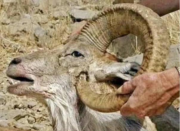 水母▲它们的天敌是自己，最终都会死在自己手上，这是怎么回事？