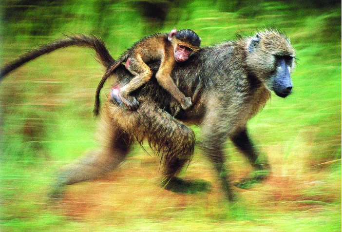 「」人类从猿猴进化至今，尾巴为何没有了？答案完全超乎预料