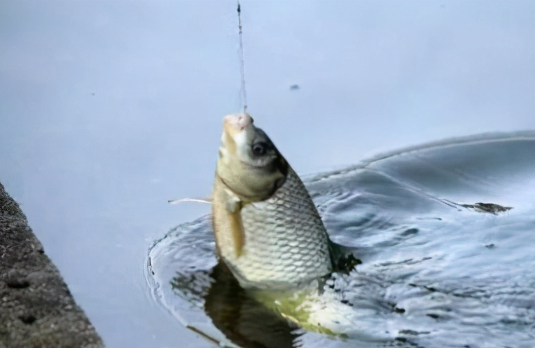 鲫鱼|冬天有这3款专钓鲫鱼的饵料,不必发愁怎么钓大板鲫