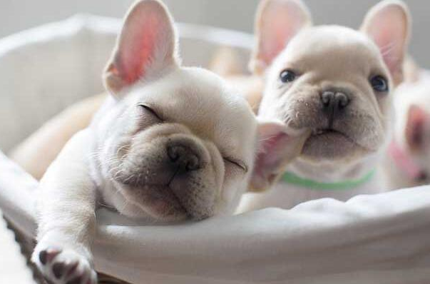 小狗狗突然这几天尿的次数很多，喝水也多，今天发现她小便处有湿的血尿残留，这样做。