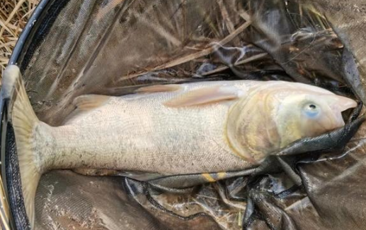 |“冰箱塞不下,邻居求别送”,鱼钓得太多原来也有烦恼!