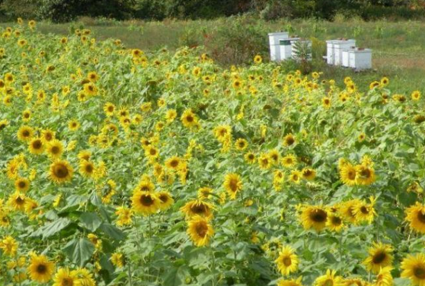 生肖：4月28日开始，带财进门，贵气横生，3个生肖，天降财运之喜