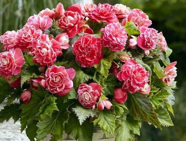 水瓶座@未来12天,相思缱绻,一往情深,旧爱卷土重来,期盼复合不再散场