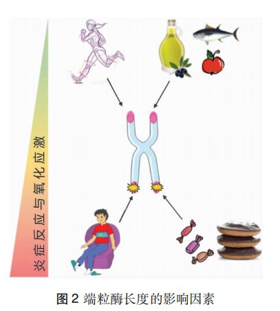 #肿瘤#石汉平博士最新文章|：营养状况是基本生命体征（建议收藏）