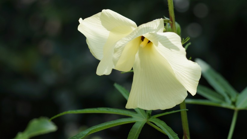 生肖▲下月开始，红鸾星动，前缘未了，和前任甜蜜牵手的四大生肖