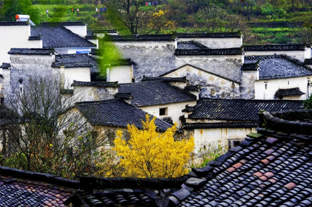 [徽州]比婺源美10倍！这座徽州小村，光看图已醉