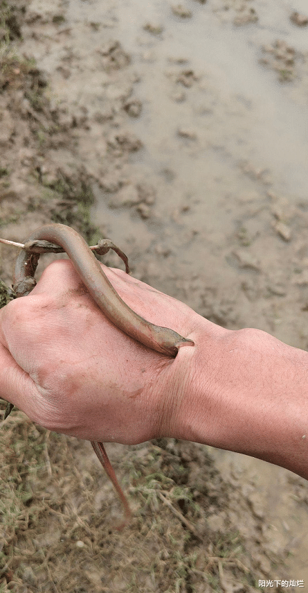 『』本想放生你,结果被反咬一口,大哥的操作也太直接了,哈哈哈!