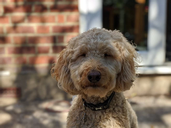 Pixel|Google Pixel 4a评测：小巧但功能强大