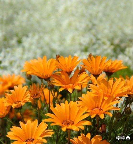 处女座|9月开始赚的盆满钵满，事业大显身手，人逢喜事精神爽的四大生肖