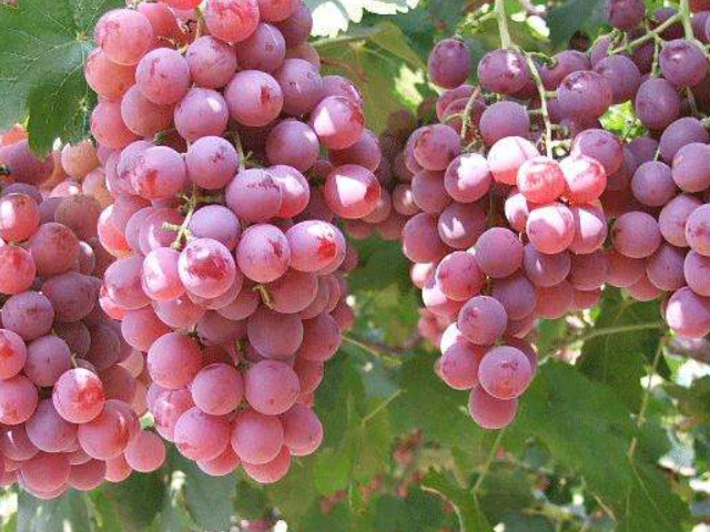 「癌细胞」癌症的“特效药”找到了,餐桌上可劲儿吃,癌细胞可能离你远远的