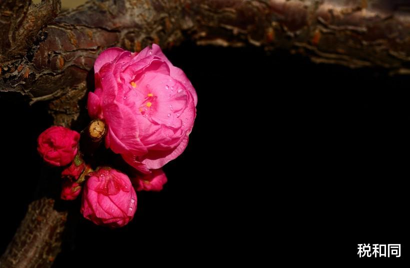 「运势」6月17号财运如雨，这三个生肖事业顺遂，爱情能开花结果！