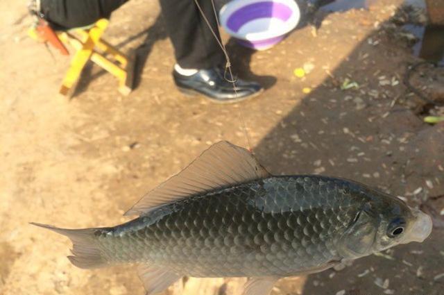 鲫鱼|深秋钓鲫鱼，认准这些地方，一准不走空，皇禾钓具