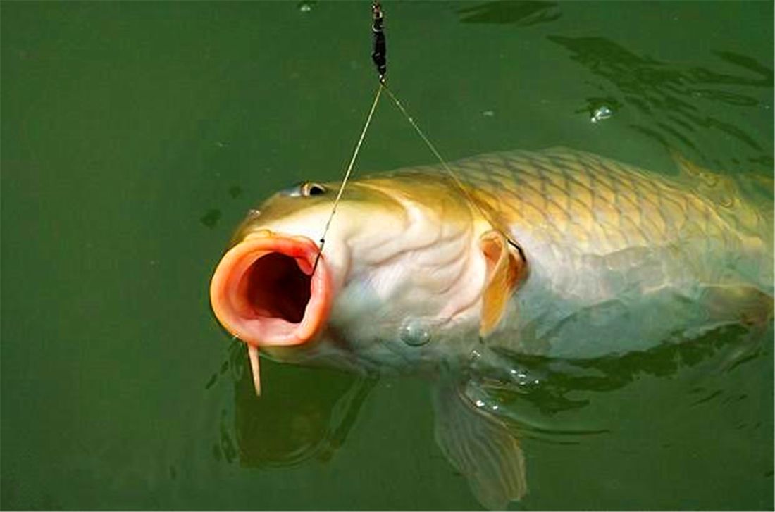 |走水严重，可以试试这两种思路，中钩马上就能观察到