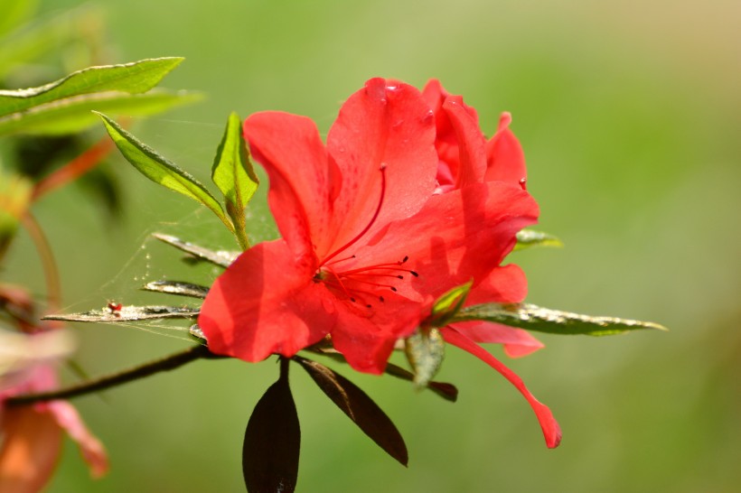 【生肖】7月，桃花和姻缘拦不住，前缘侵袭挚爱临，将破镜重圆的四大生肖