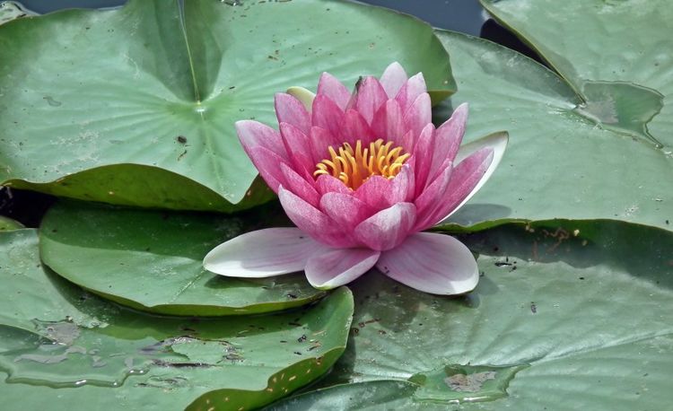 生肖|未来10天，言归于好，欢欢喜喜，真爱涌入心扉的4大生肖