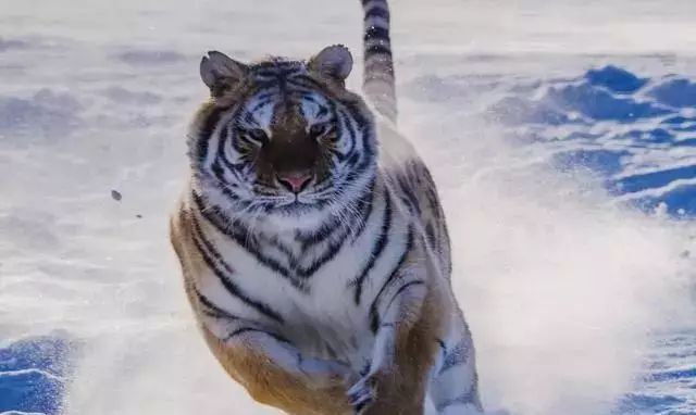 『』「大金虎」“小不忍,则乱大谋”,别让沉不住气害了你