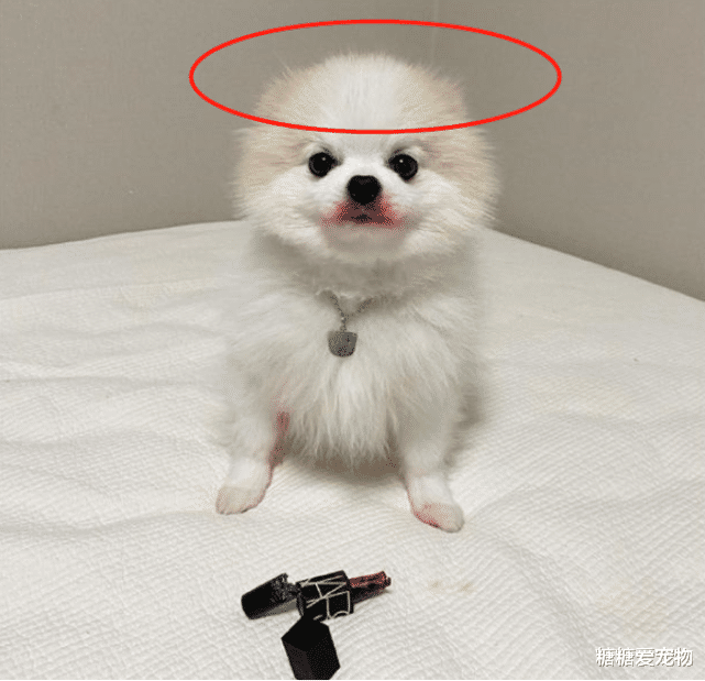 狗子咬断口红被主人发现，吓得耳朵瞬间消失了：是口红先动的手！